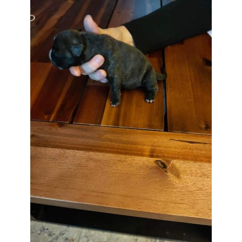 American Bully pocket puppy&#039;s