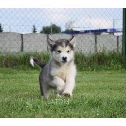 Alaskan malamute pups allebei ouders FCI