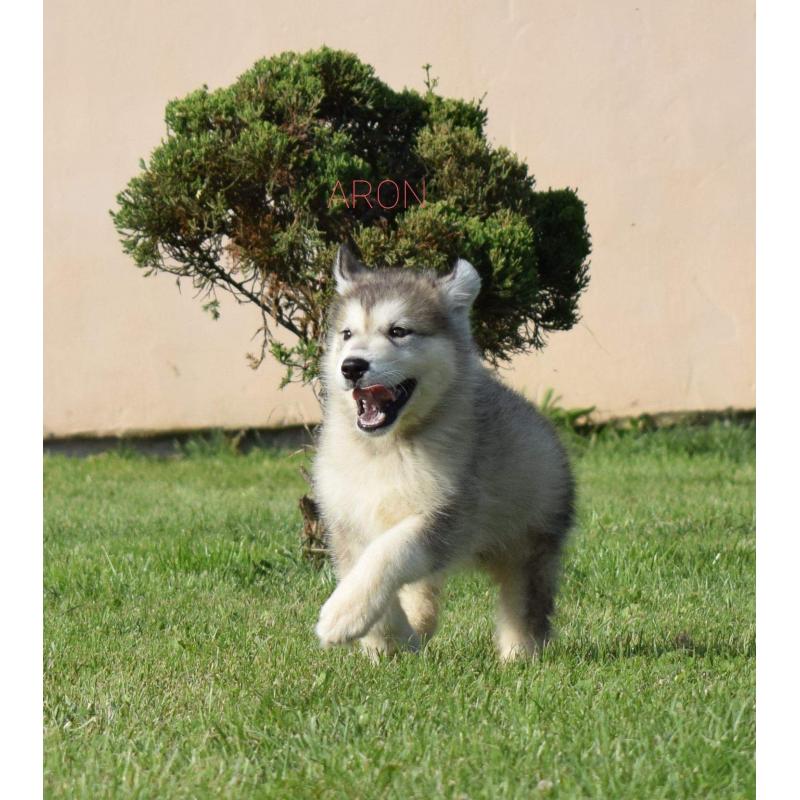 Alaskan malamute pups allebei ouders FCI