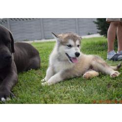 Alaskan malamute pups allebei ouders FCI