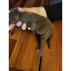 American Bully pocket puppy&#039;s