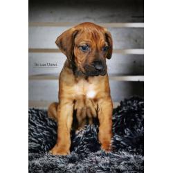 Rhodesian Ridgeback pup met stamboom