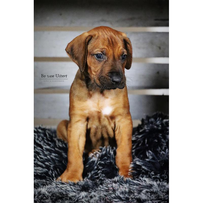 Rhodesian Ridgeback pup met stamboom