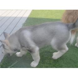 Siberische Husky-puppy&#039;s te koop