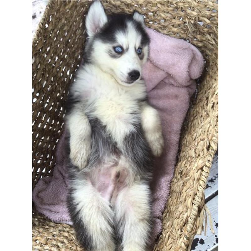 Siberische Husky-puppy&#039;s te koop