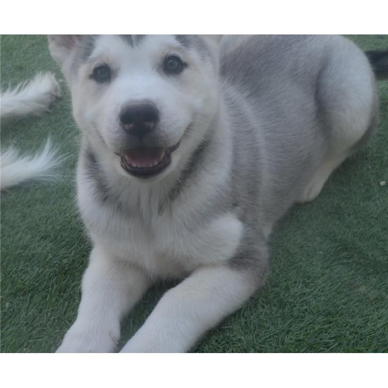 Siberische Husky-puppy&#039;s te koop