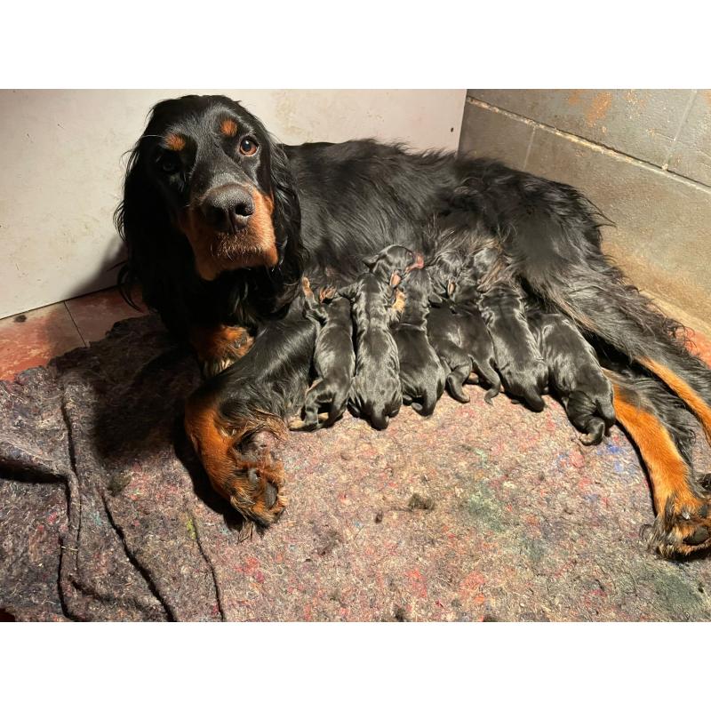 Gordon Setter Pups