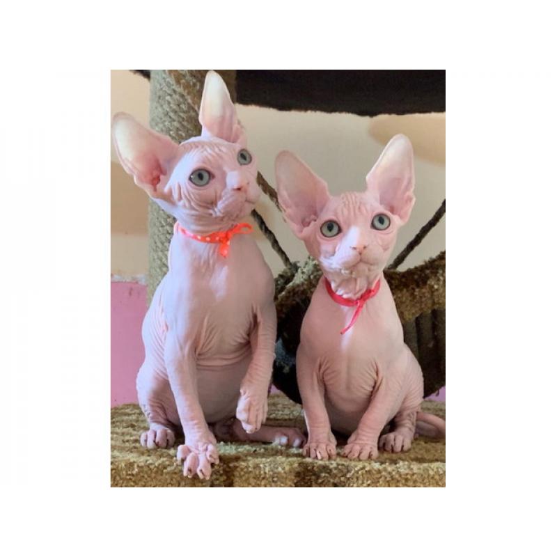 sphinx and Bengal kittens