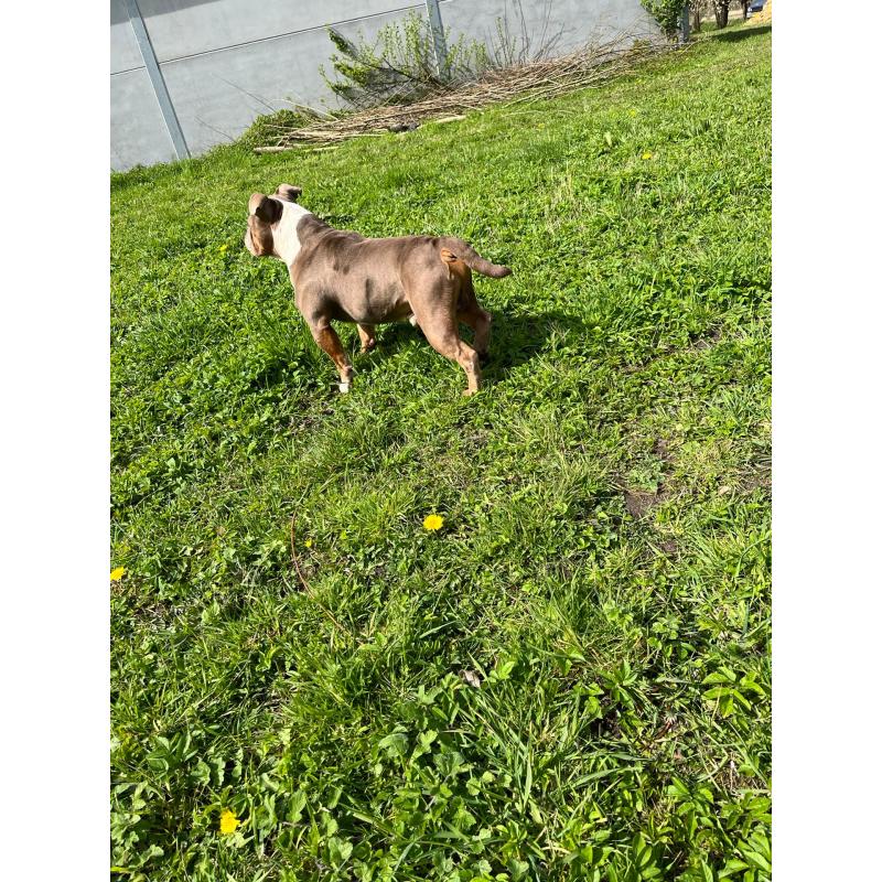 Old English Bulldog