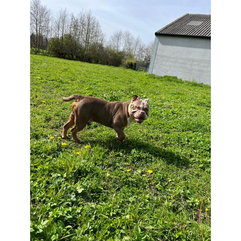 Old English Bulldog