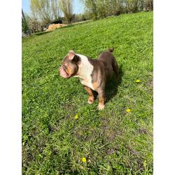 Old English Bulldog