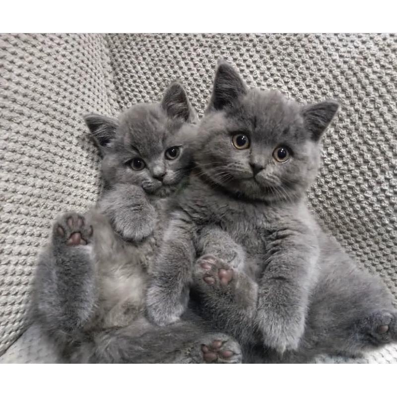 Britse Korthaar Kittens