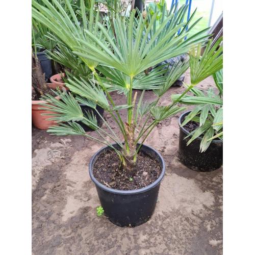 Trachycarpus wagnerianus winterharde palmboom