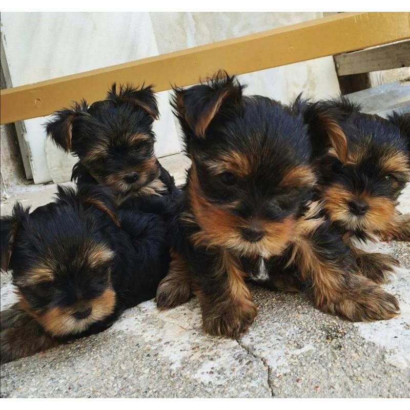 Purebred Yorkie puppies for adoption