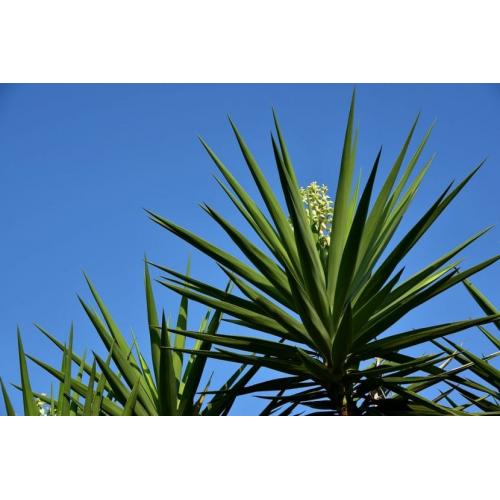 winterharde Yucca kleintjes vanaf 2€